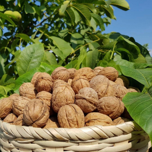 Chandler İnce Kabuk 5KG (KG/250₺) Kargo Dahil